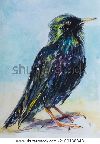 Starling watercolor. Black colorful songbird portrait illustration. Watercolor sketch of nature. Colorful images of wild birds on the covers of copybooks notepads, albums for creativity. Handmade work
