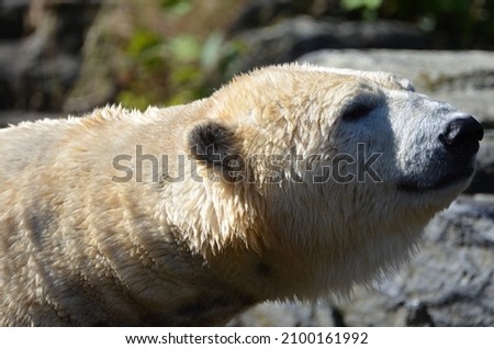 Profile of a Polar Bear, Tierpark, Berlin