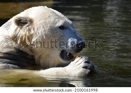 Polar Bear is eating a carrot