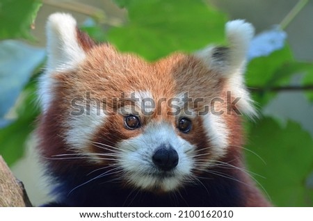 Face of a Red Panda