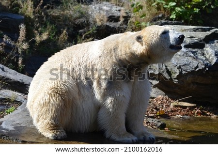 Hurling Polar Bear sitting at the water