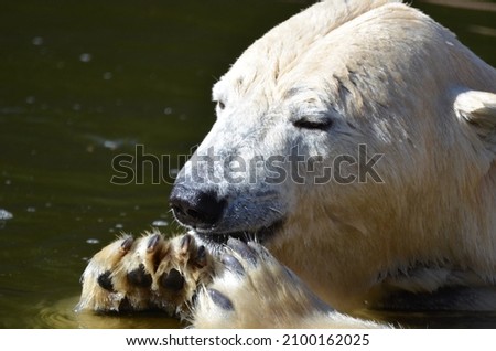 Funny closeup of a Polar Bear