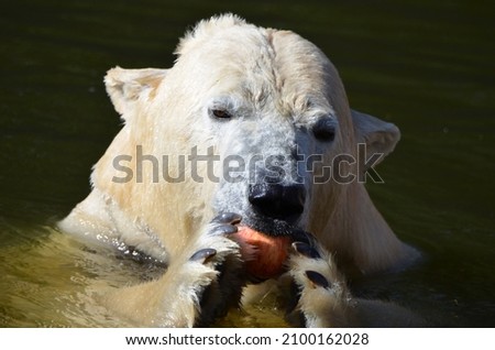 An apple a day keeps the doctor away - polar bear