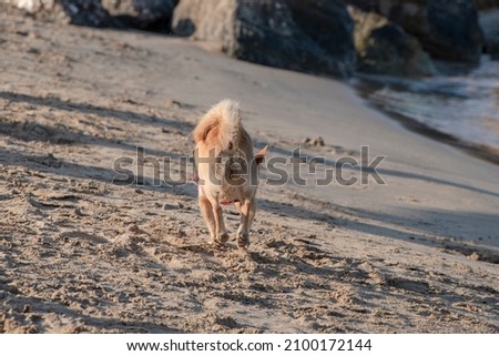 Little dog running and playing on the beach