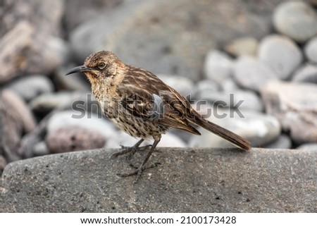 Closeup profile portrait of brown juvenile Galapagos Mockingbird perched on rock