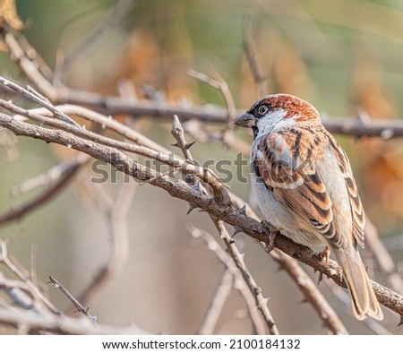 Sparrow resting and basking in a bush early in the morning