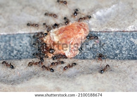 Ants - Pheidole megacepha collecting food scraps from the floor of a house. This is a dangerous pest in homes and other buildings. One of the world's 100 most destructive invasive species.