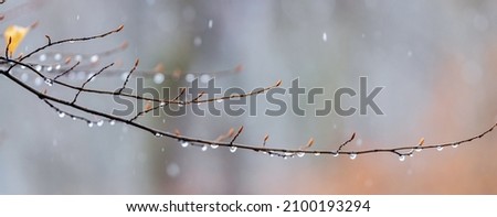 Raindrops on a bare branch in the spring during the melting snow