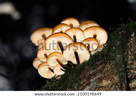 Armillaria mellea or honey fungus growing on a tree trunk in the forest among moss, bottom view, macro Royalty-Free Stock Photo #2100198649