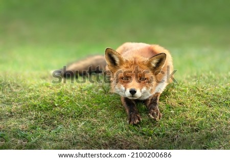 Close up of a red fox (Vulpes vulpes) lying on green grass.