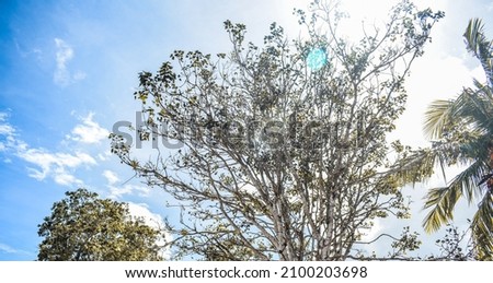 Boo Tree Katharagama, Sri lanka