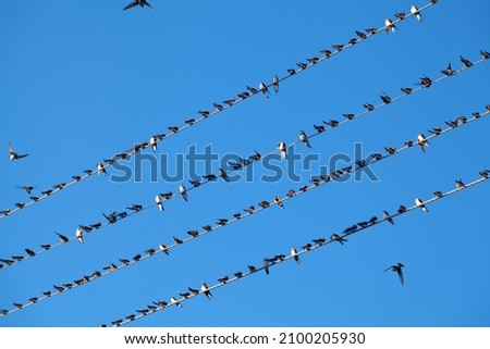 Flock of swallows on electric wires on the background of blue sky.