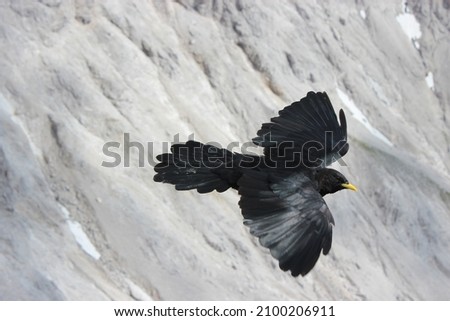 This picture shows a black bird flying over some mountains. Its wings are shining in the sun. 
