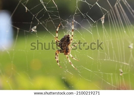 This picture shows a garden spider sitting in her web and hunting insects. 