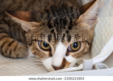 A healthy 6-month-old male cat has clean eyes without tears dripping down and no ear or nose discharge. He had been adopted under the trap-neuter-release project and is at the vet for sterilisation.  Royalty-Free Stock Photo #2100221803
