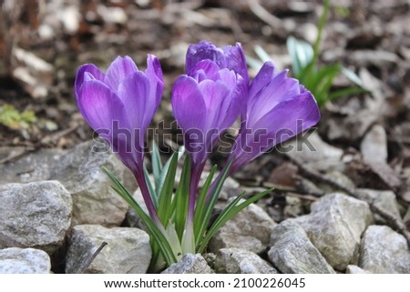 This is a picture of some violet crocus growing in the spring. 