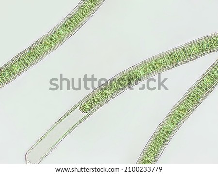 Oscillatoria sp. algae under microscopic view x40, cyanobacteria, blue green algae Royalty-Free Stock Photo #2100233779