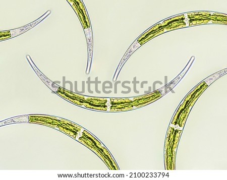 Algae under microscopic view x40, Closterium, Charophyta, Green algae, pattern background Royalty-Free Stock Photo #2100233794