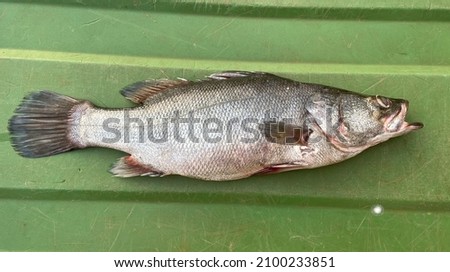 NILE PERCH FISH (Latus niloticus) Royalty-Free Stock Photo #2100233851