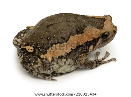 bullfrog isolate on white background
