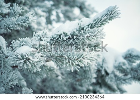 Frozen Fir branches in the forest covered with frost. A frosty day and beautiful trees in a winter forest. Snowy landscape and background close-up Royalty-Free Stock Photo #2100234364