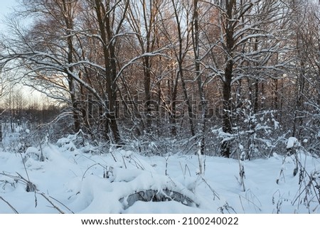 Winter landscape with snow-covered fir tree. Winter forest on sunset for publication, design, poster, calendar, post, screensaver, wallpaper, postcard, banner, cover, website