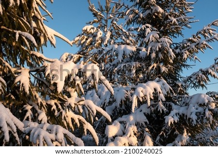 Snow-covered Christmas trees on sunny day. Beautiful winter landscape. A picture of winter snow fir trees for a poster, calendar, post, screensaver, wallpaper, postcard, banner, cover, website, post