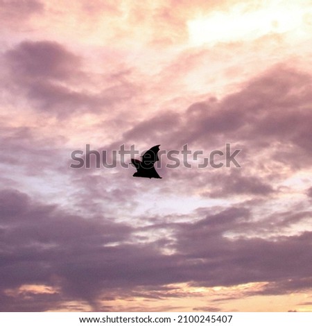 Outlines of a fruit bat flying over Indian Ocean during beautiful and breathtaking orange and purple sunset with clouds, Rasdhoo, Maldives. Animal photography.