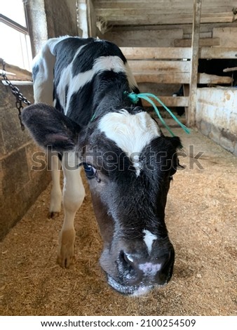 Inside of the barn of a functioning dairy farm. There are several stalls filled with hay and female cows earing. There are blue buckets with water. Each cow is tagged and numbered. A calf is tied up. Royalty-Free Stock Photo #2100254509