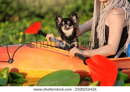 Long haired chihuahua havign rest in the boat