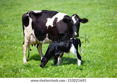 Cow with newborn calf  Royalty-Free Stock Photo #210025681