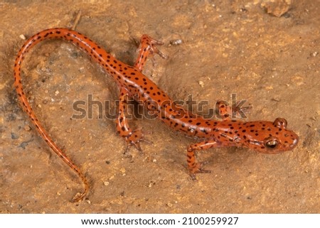A Cave Salamander from Northwestern Georgia.