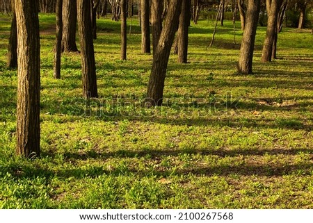 Trees trunks with dark shadows on green grass into sun light into city park