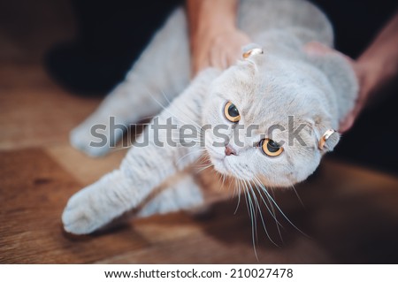 Scottish Fold Cat with wedding rings. wedding Accessories , Ring