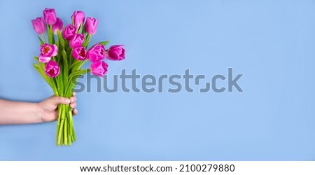 Pink tulips flowers in hand on a blue background.