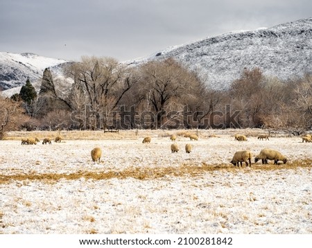 Domestic sheep grazing in a snowy field on a farm.