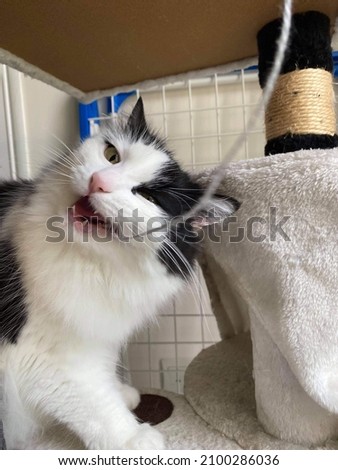 black and white cat biting a yarn 