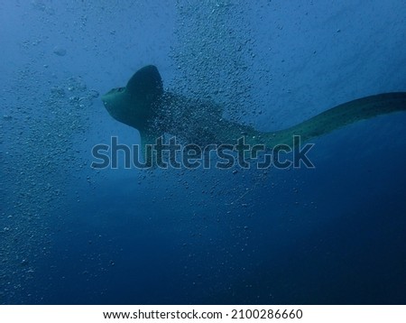 Leopeard shark andaman sea scuba