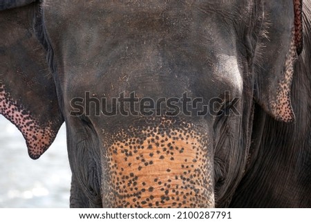 Asian elephant (Elephas maximus), Pinnawala Elephant Orphanage, Pinnawala, Central Province, Sri Lanka