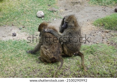 Two baboons lousing each other in the Ngorongoro Crater, Tanzania 2021