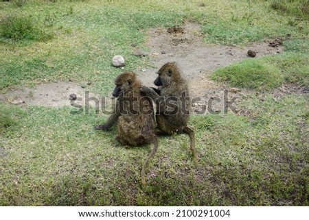 Two monkeys lousing each other in Ngorongoro Crater, Tanzania 2021