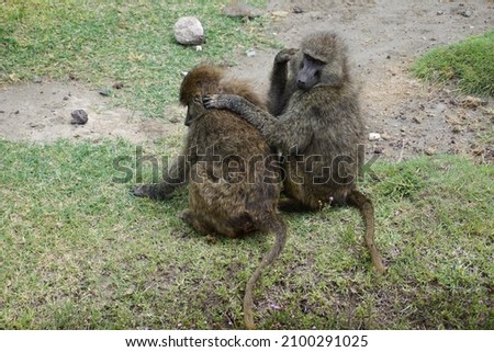 A bonding ritual of baboon monkeys, lousing each other, Ngorongoro Crater, Tanzania 2021