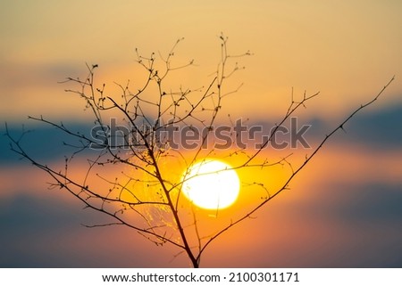 Silhouettes of twigs of dried bush against the background of sunset. The nature of botany