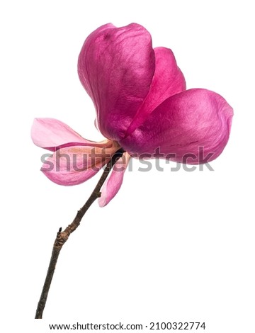 Purple magnolia flower, Magnolia felix isolated on white background, with clipping path                               