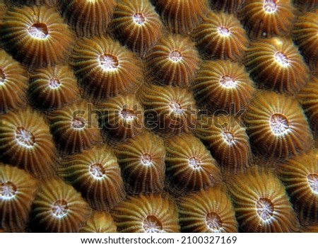 Close up image of Diploastrea heliopora coral Boracay Island Philippines                                