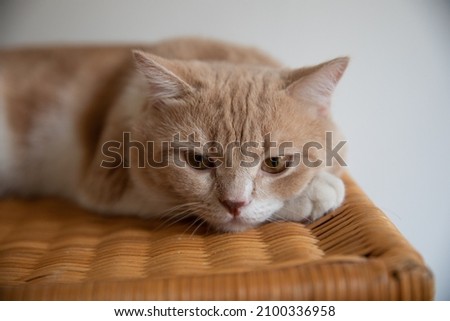 Brown tabby cute cat with Yellow eyes, bored mood