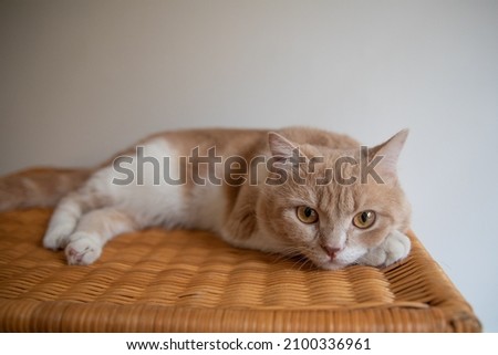 Brown tabby cute cat with Yellow eyes, bored mood