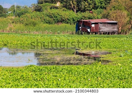 zinc house in a swamp overflowing with water hyacinths.