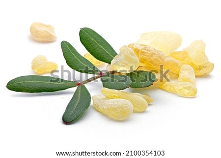 Chios mastic tears with lentisk (Pistacia lentiscus) leaves on a white background Royalty-Free Stock Photo #2100354103