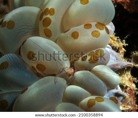A Bubble coral shrimp in bubble coral Cebu Philippines                              